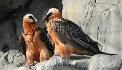 alpenzoo-BG-Paar-c-Alpenzoo-Innsbruck alpenzoo-BG-Paar-c-Alpenzoo-Innsbruck