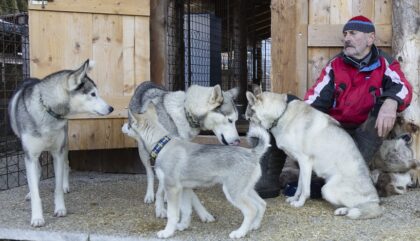 Schlittenhunde Hundeschule Sepp Brugger Piesendorf_c_Franz Reifmüller (23) Schlittenhunde Hundeschule Sepp Brugger Piesendorf_c_Franz Reifmüller (23)