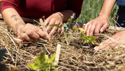 Selbstversorgt Virgen Beet Garten Pflanze_c_Osttirol Journal Selbstversorgt Virgen Beet Garten Pflanze_c_Osttirol Journal