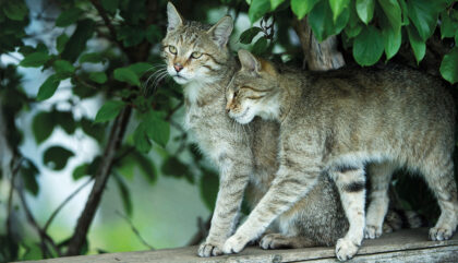 Wildkatze_14_WPA_Zupanc Wildkatze_14_WPA_Zupanc
