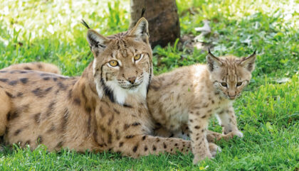 Wildpark-Assling_2021_Daniel-Zupanc_135-4c Wildpark-Assling_2021_Daniel-Zupanc_135-4c