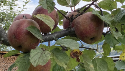 bramberger-obstpresse-Ledereraepfel-c-Verein Tauriska bramberger-obstpresse-Ledereraepfel-c-Verein Tauriska