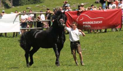 1pferdezucht-massimo-c-Norbertmariacher 1pferdezucht-massimo-c-Norbertmariacher