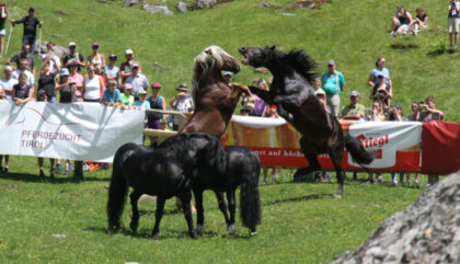 2pferdezucht-massimo-c-Norbertmariacher 2pferdezucht-massimo-c-Norbertmariacher