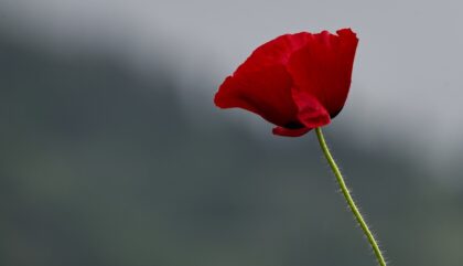 Josef Schraffl Blume_c_Josef Schraffl Josef Schraffl Blume_c_Josef Schraffl