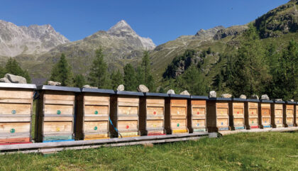 imker-strieder-Bienenstoecke Debanttal imker-strieder-Bienenstoecke Debanttal